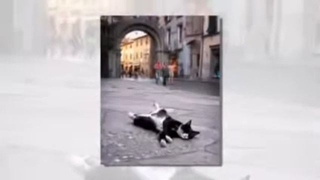 Как спят домашние животные смотреть онлайн