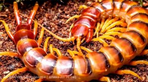 Гигантская сколопендра ( длина до 30 см)