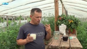 Просто ОТЛИЧНЫЙ СПОСОБ ПОВЫШЕНИЯ ЗАВЯЗИ НА ПОМИДОРАХ