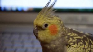 Попугай корелла скрипит клювом