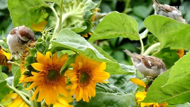 Как завоевать женщину Близнеца? смотреть онлайн