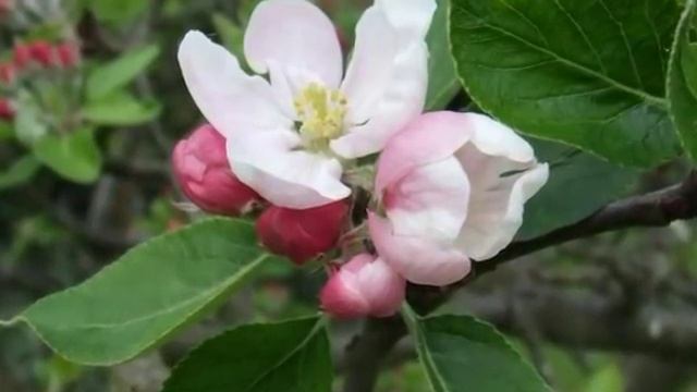 Malus Domestica