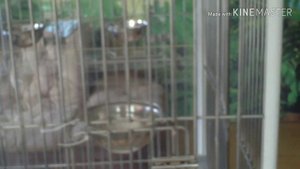 Клетка для большого попугая своими руками diy parrot cage