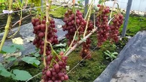 Виноградное АССОРТИ !!! Часть 4 Ранний Виноград