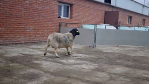 Продан в Омск. Баран Дорпер Австралийской генетики.