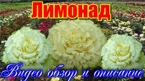 Сорт с самым продолжительным цветением  Лимонад - Lemonade (Эквадор)