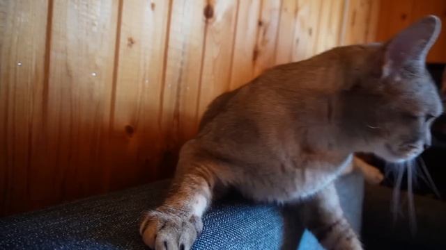 МАМА ДЛИННЫЕ НОГИ В РЕАЛЬНОЙ ЖИЗНИ КЕВИНА И БИЛЛИ | МАМА ХОЧЕТ ПОИГРАТЬ смотреть онлайн