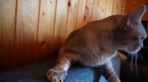 МАМА ДЛИННЫЕ НОГИ В РЕАЛЬНОЙ ЖИЗНИ КЕВИНА И БИЛЛИ | МАМА ХОЧЕТ ПОИГРАТЬ