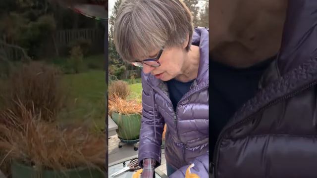 Potting the leggy and bushy Shamrocks