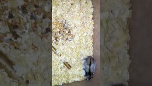 У джунгариков происходит линька?