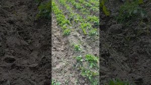 Ручной распашник в действии в Московской области