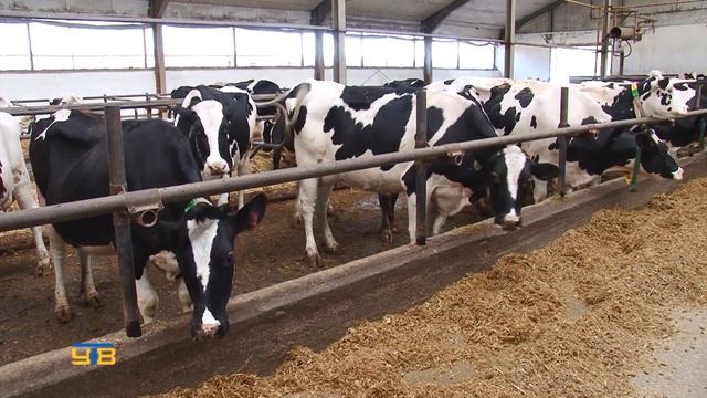 Зоотехник-селекционер из СПК «Емуртлинский» стала призёром областного конкурса смотреть онлайн