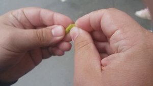 Свистулька из акации или мышинного гороха!