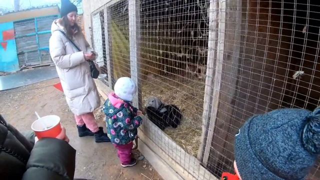 МОЙКОП ХОДЖОХСКАЯ ТЕСНИНА ??