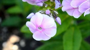 Флокс метельчатый розовый