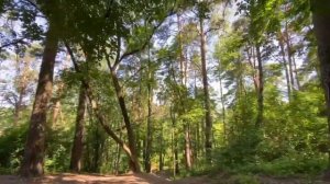 Памятник природы «Комсомольская роща» 12/141
 #здравствуйте_явашаООПТ.mp4