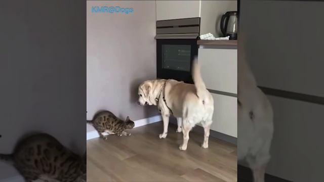 Оборона духовки от голодной кошки😂 ( видео про собак и кошек )