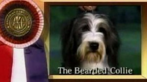 Bearded Collie Story