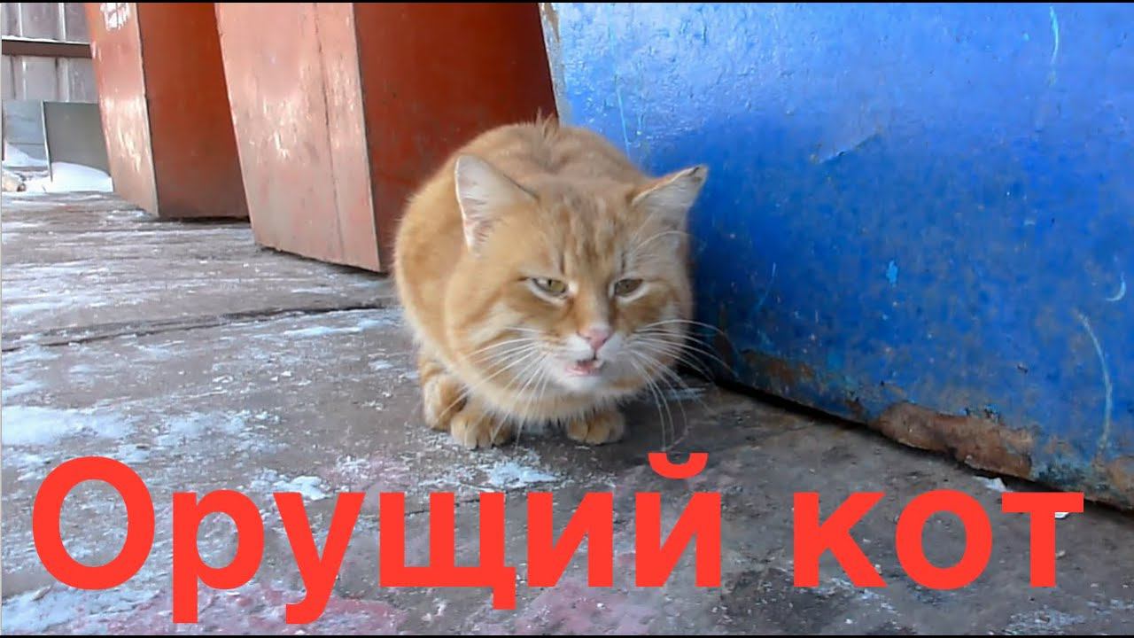 Орущий кот