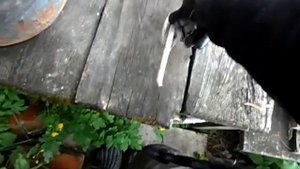 Гриб - Навозник Белый