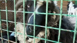 Зоопарк для детей и родителей — Как Илья и Картонка с животными знакомились. VLOG