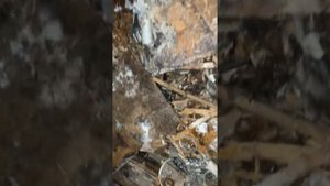 АТСК 50/200 в заброшке