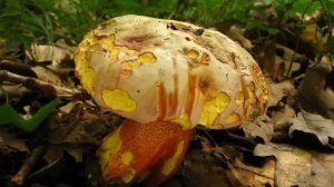 Hřib nachový - Boletus rhodoxanthus