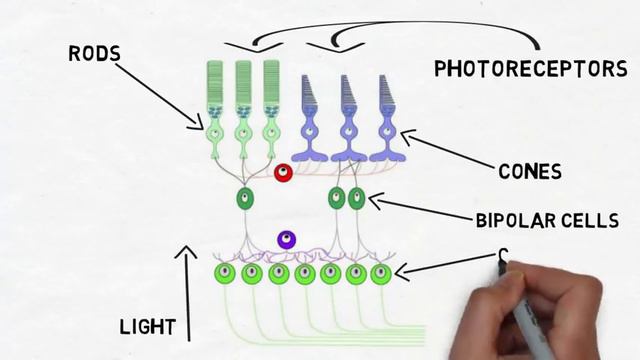 2-Minute Neuroscience: The Retina