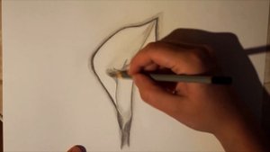 Как нарисовать цветок Калла поэтапно карандашом.  How to draw a flower