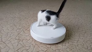 кот катается на пылесосе