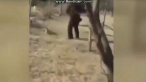 Стая бешеных кошек рвет и кусает большую собаку, кошки бросаются на человека