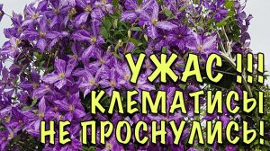 НЕ ВЗДУМАЙТЕ ВЫКАПЫВАТЬ! Клематисы НЕ ПРОСНУЛИСЬ! Стимулируем БЫСТРЫЙ РОСТ спящих и слабых побегов