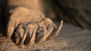 гигантские ящеры.wmv