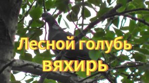 Лесной голубь. Вяхирь сидит на дереве. Голос вяхиря. Птицы Сибири. Пригород Новосибирска.