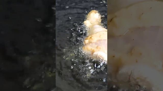 Куриные голени во фритюре смотреть онлайн