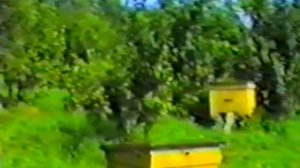 В мире медоносных пчёл