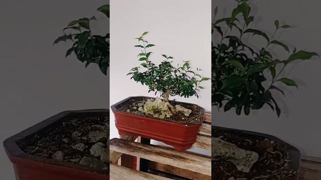 #Shorts, Bonsai Sakura Mikro On The Rock Mame (Malpighia Glabra)