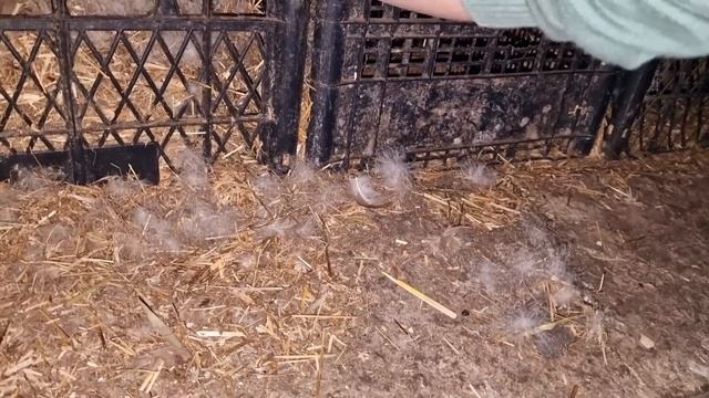 будут ли у меня белые утята? смотреть онлайн