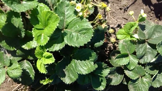 Клубника Чудо Мира смотреть онлайн