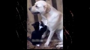 мемы с котами 2022!!!