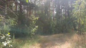 Полынь трава  . Магическая защита . Масло из полыни и других трав . Как сделать и применять .