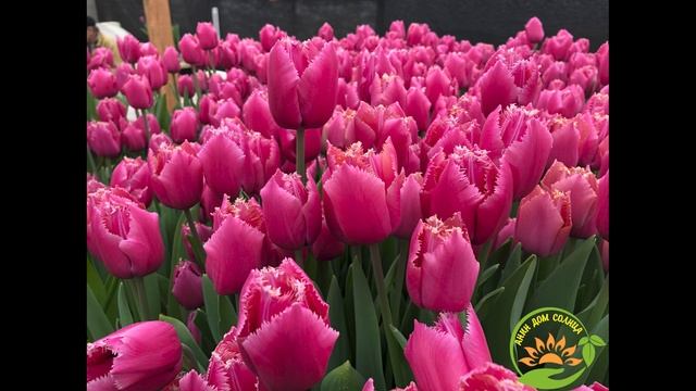 Гиацинт на продажу смотреть онлайн