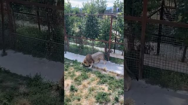 Чук учуял феромоны