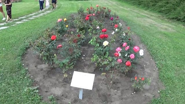 Долина роз прогулка по парку Кисловодска миллион цветущих роз_1080p.mp4
