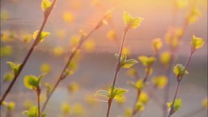 Малая Родина! пгт. Лесной.