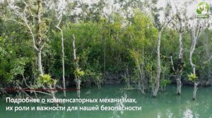 Мангровые леса. Уникальная экосистема планеты под угрозой.