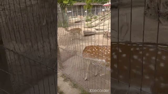 Лань Европейская.