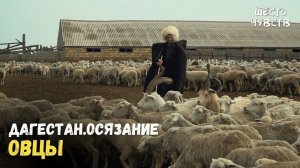 Овцы // ДАГЕСТАН.ОСЯЗАНИЕ / 6 чувств