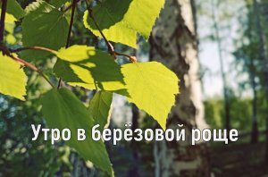 Утро в березовой роще - Иван Картышев под гитару