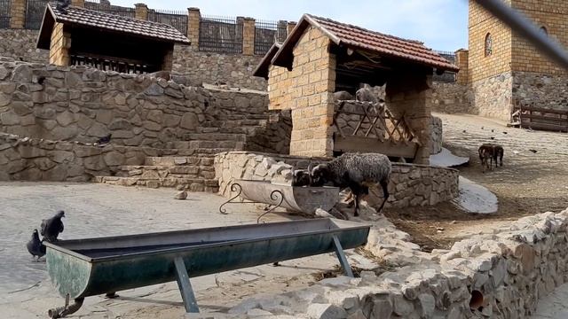 Муфлоны. Парк Лога. Каменск-Шахтинский